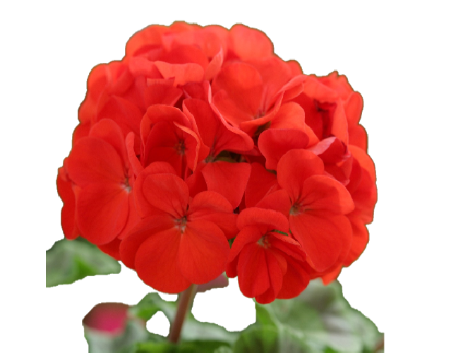 Olejek eteryczny - Geranium