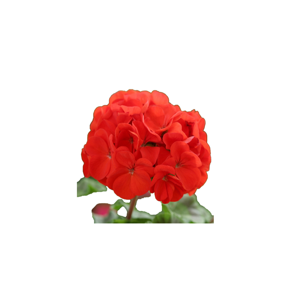 Olejek eteryczny - Geranium