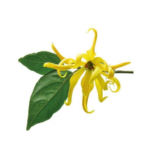 Olejek eteryczny - Ylang