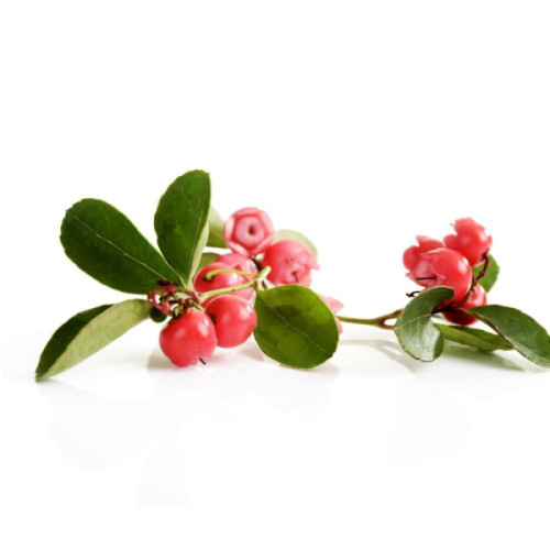 Olejek eteryczny - Wintergreen